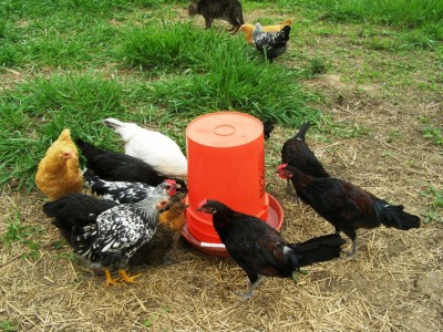 Diy Homemade Chicken Waterer The Garden Prepper