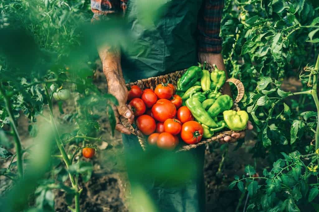 Planting Tomatoes and Peppers Together Is It Possible?