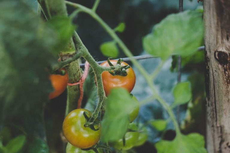 What Is a Tomato Pepper Hybrid? Let’s Talk About Cross