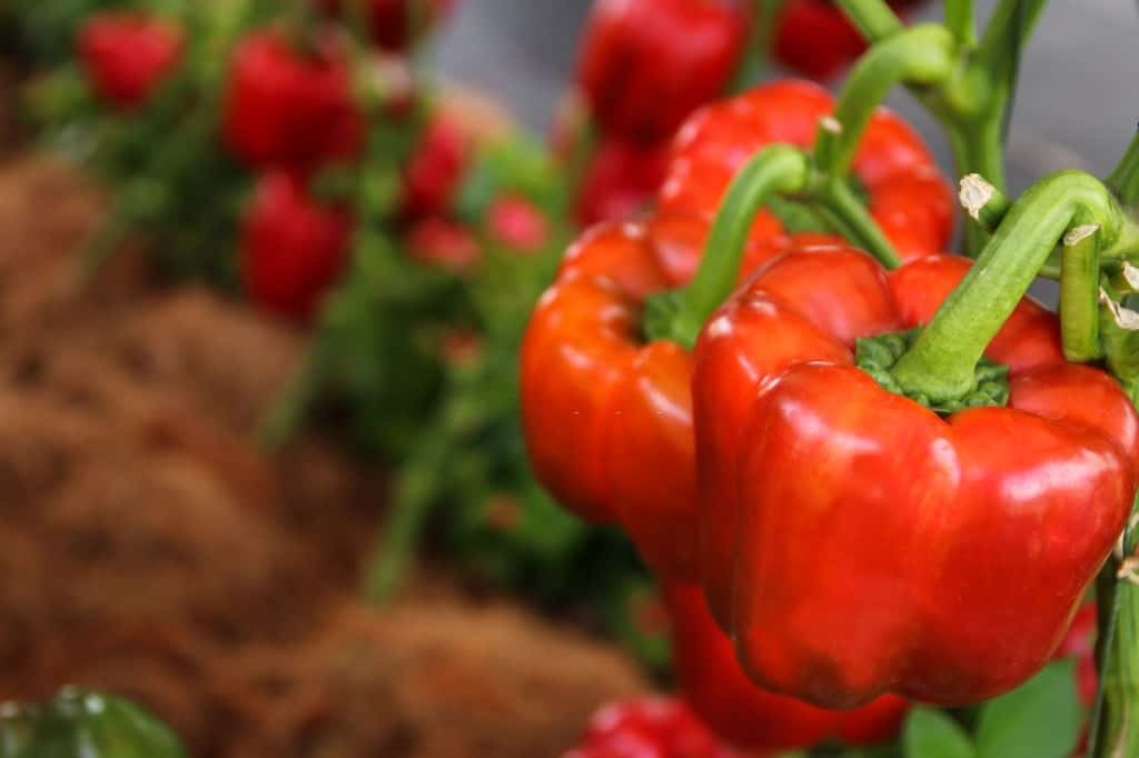 How to Tell What Kind of Pepper Plant You Have: The 6 ...