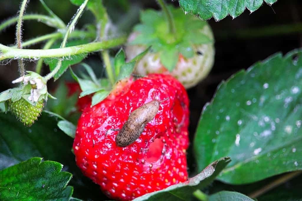 6 Easy Tips on How To Keep Slugs Off Strawberry Plants