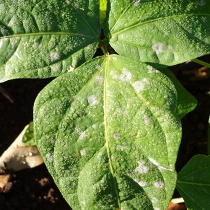 bean plant mildew thegardenprepper