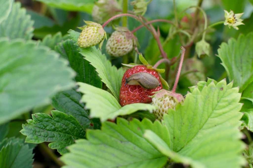6 Easy Tips on How To Keep Slugs Off Strawberry Plants