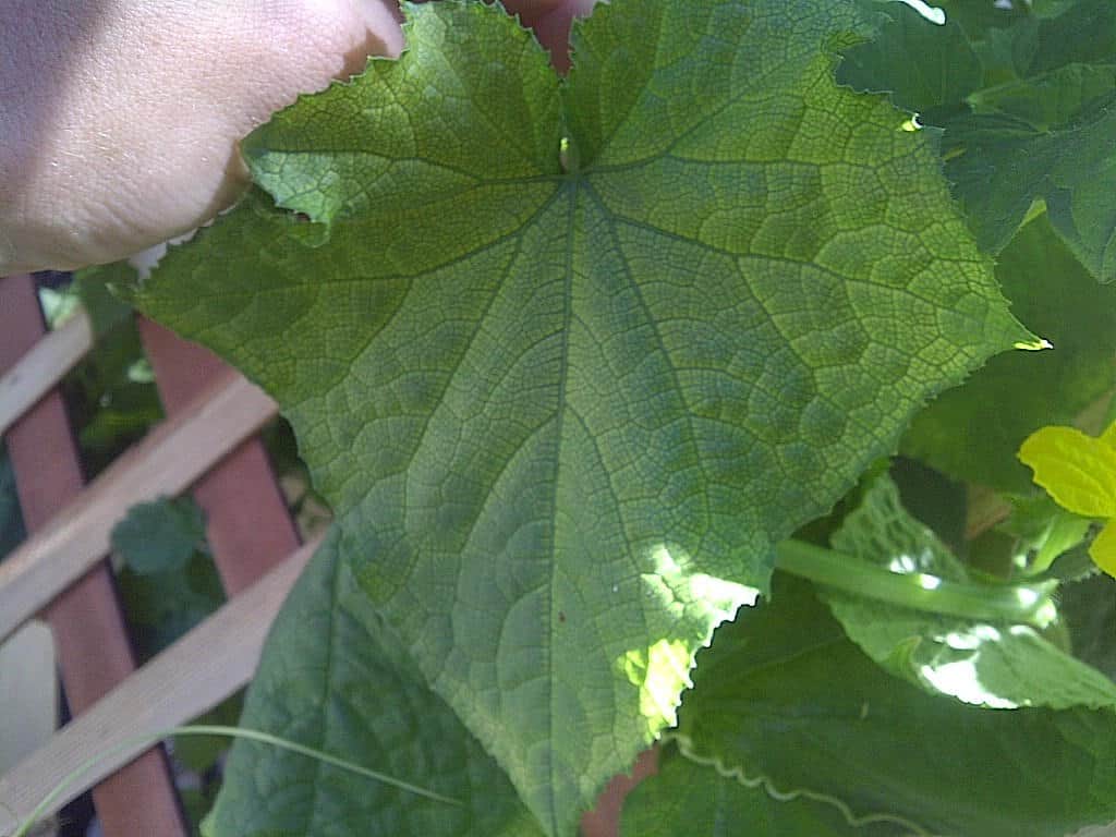 4 Causes Of Iron Deficiency In Tomato Plants And How To Prevent It