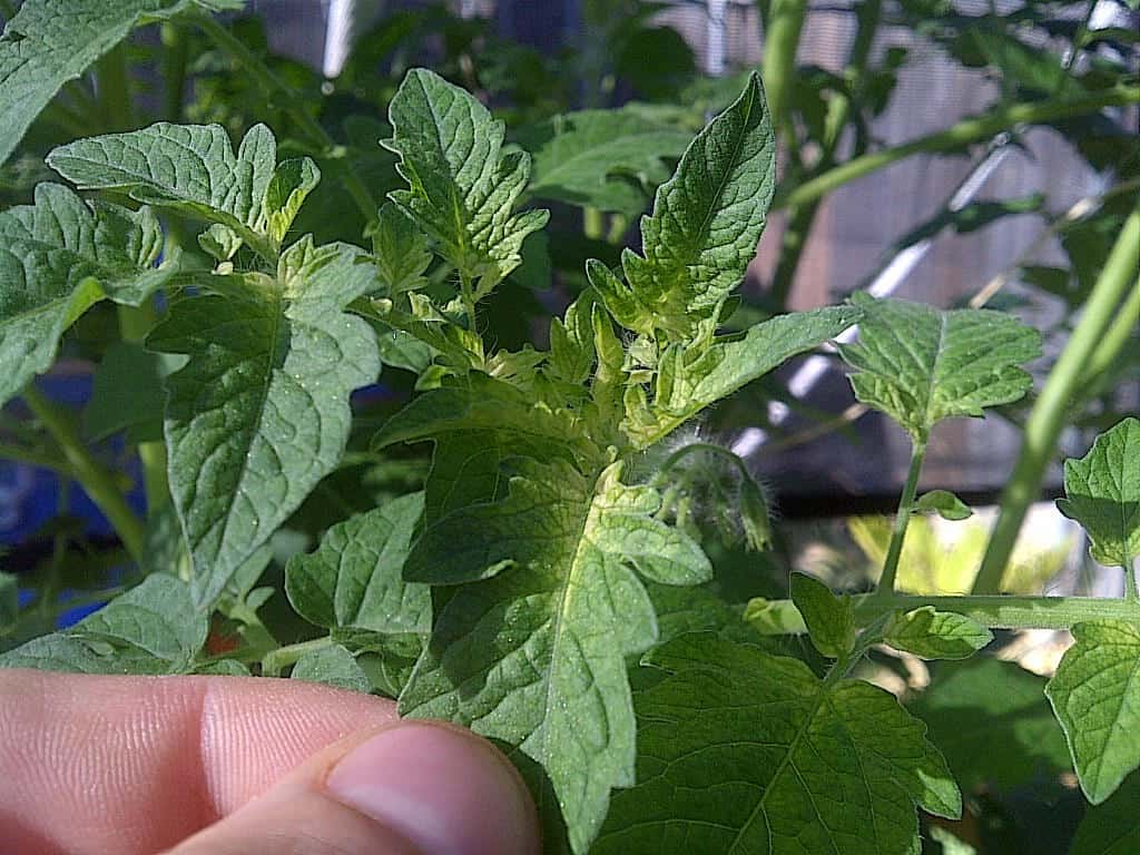 Deficiency symptoms of iron in plants Idea