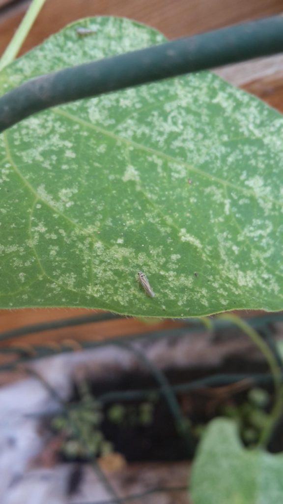 3 Causes Of White Spots On Green Bean Leaves How To Control Them