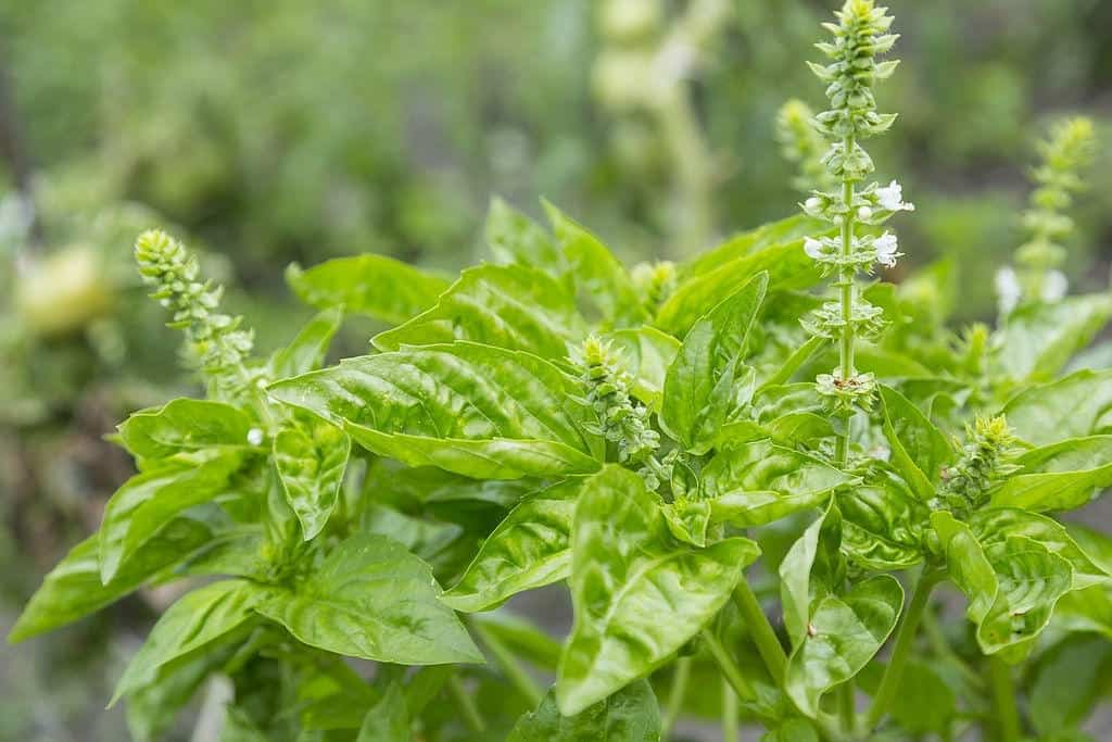 How To Save A Basil Plant Amberstevens