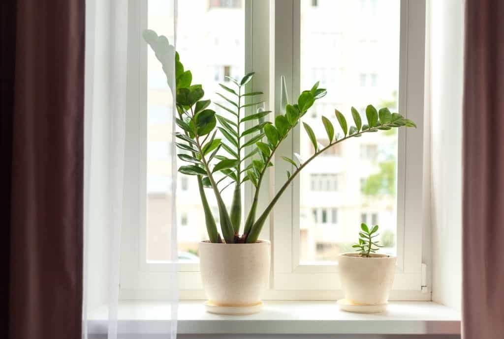 When to Repot Zz Plant The Right Time for a Successful Bloom