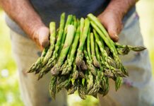 Are Black Spots On Broccoli Stems Safe To Eat Be In The Know