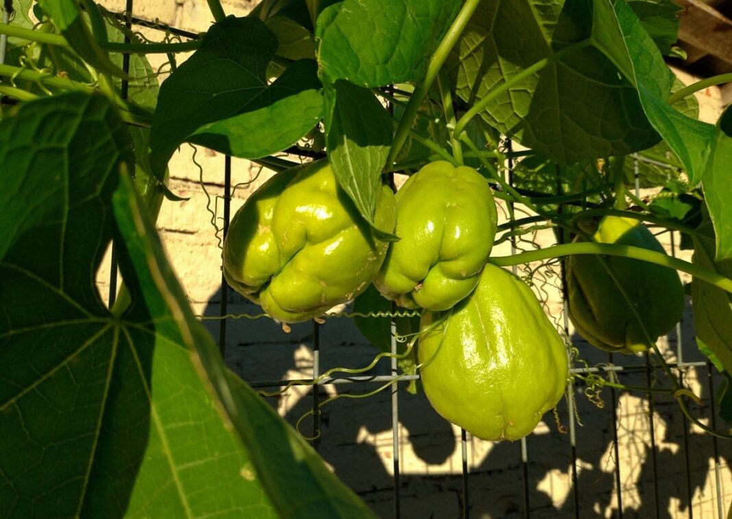 How to Grow Chayote in Container A Complete Guide