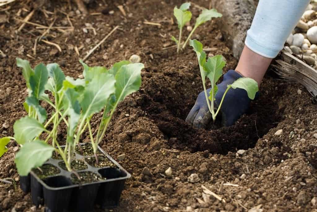 The Problems with Growing Cauliflower You Should Be Aware of