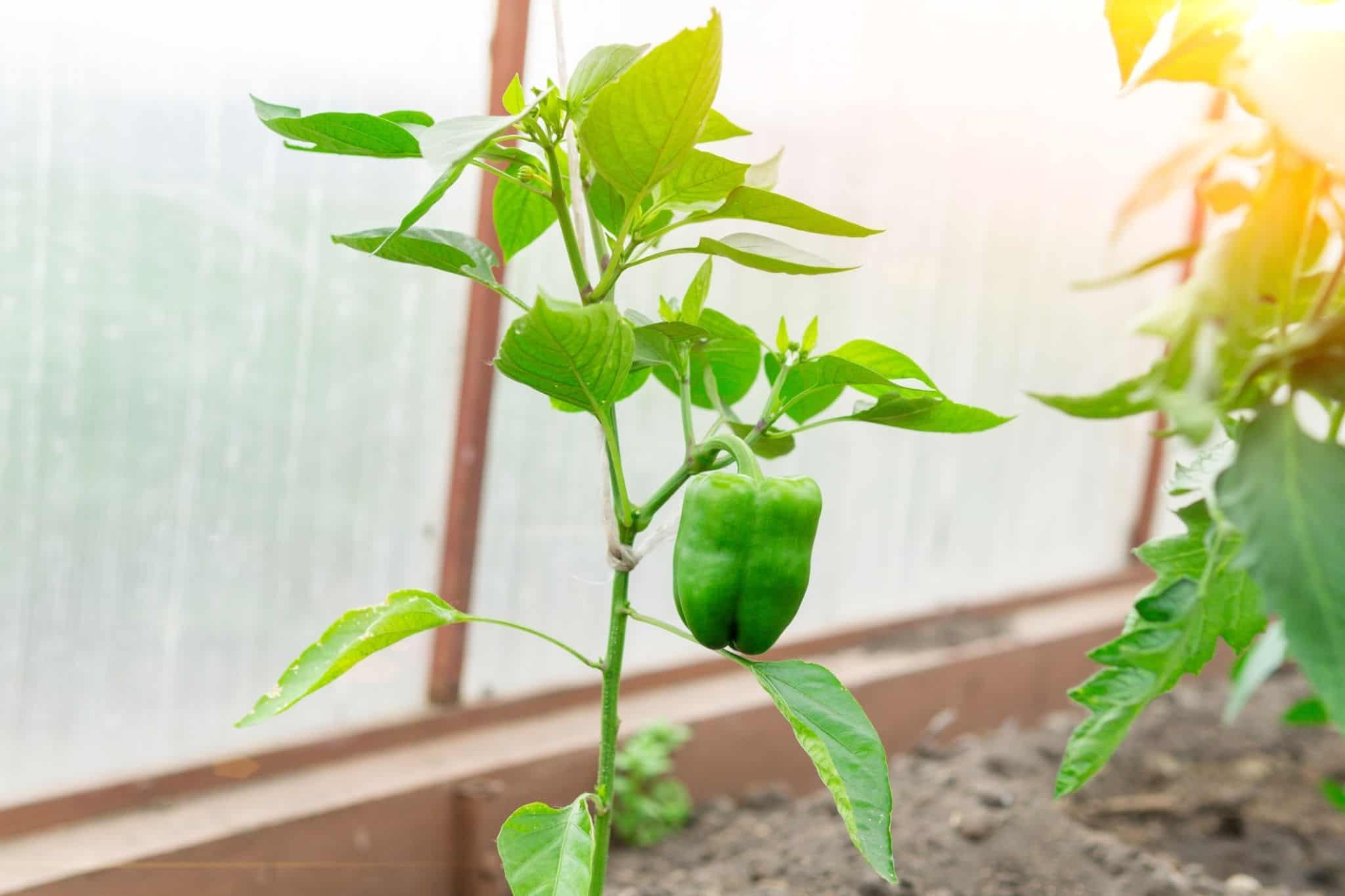 Expert Guide on How to Prune Pepper Plants for Maximum