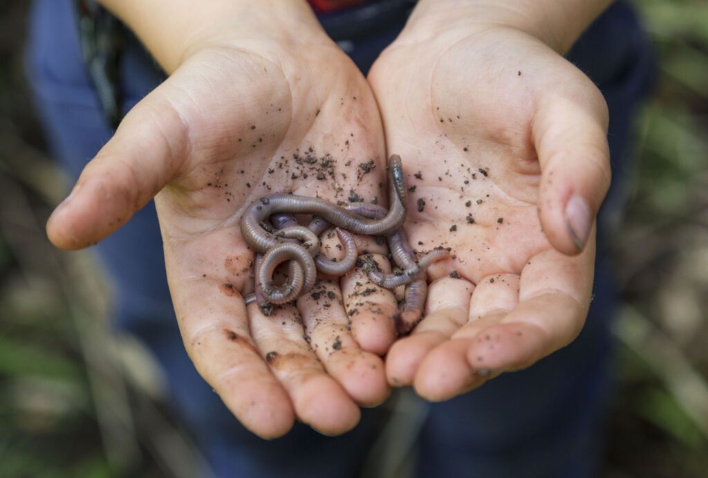 Can You Put Earthworms in Potted Plants? The Pros and Cons