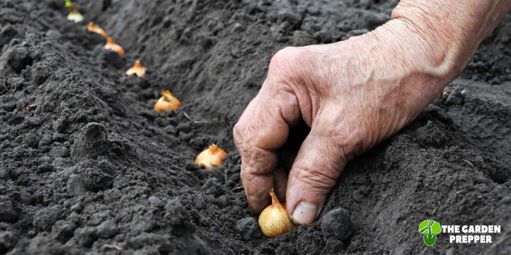 How Many Onions Grow from One Bulb?