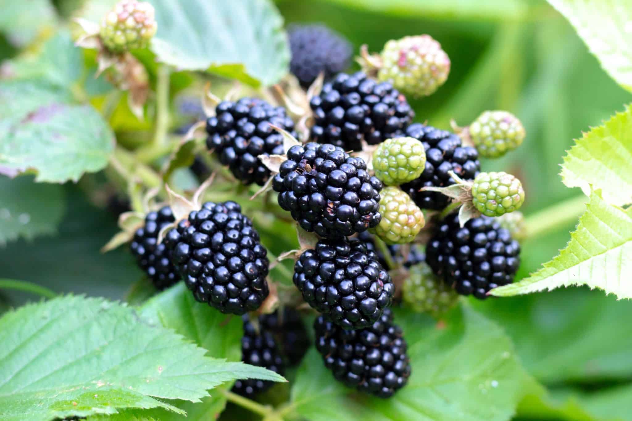 How Deep Do Blackberry Roots Grow And Why It Matters!
