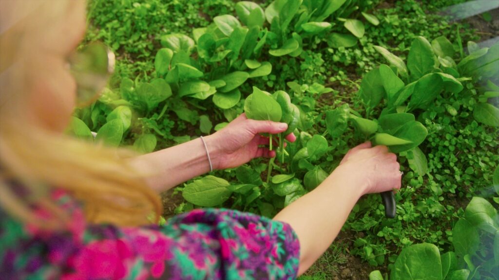 Will Spinach Grow Back After Cutting? Harvesting Spinach The Right Way