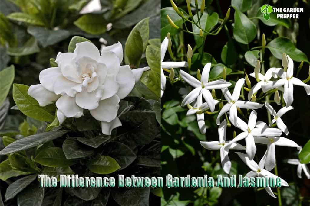 What S The Difference Between Gardenia And Jasmine Cool Facts You Never Knew