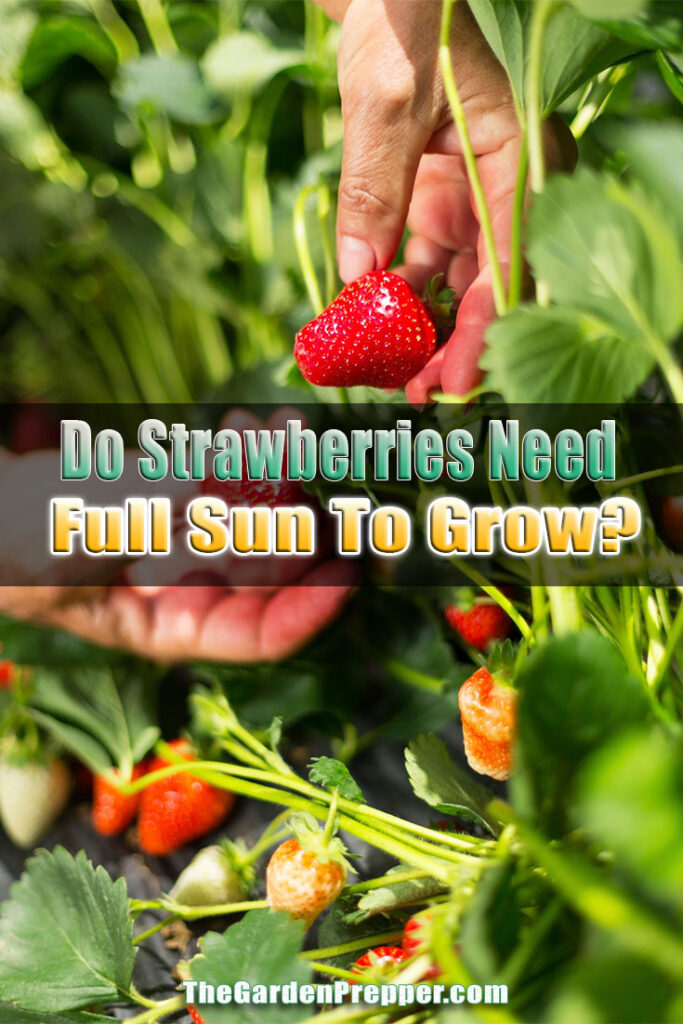 How Much Sun Do Strawberries Need To Grow 1 / When
