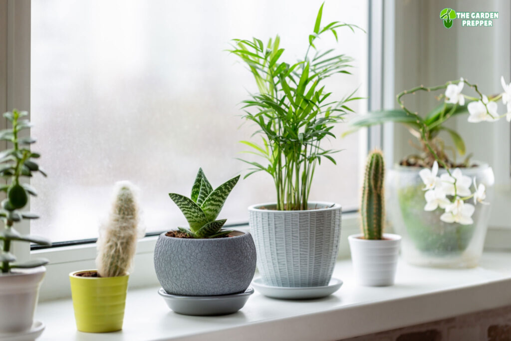 Top 10+ Easy plants to grow from seed indoors 3 Easy Plants to Grow Indoors From Seeds