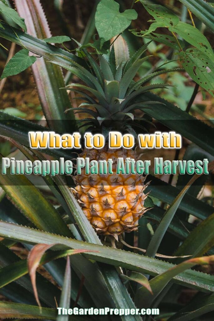 What to Do with Pineapple Plant After Harvest