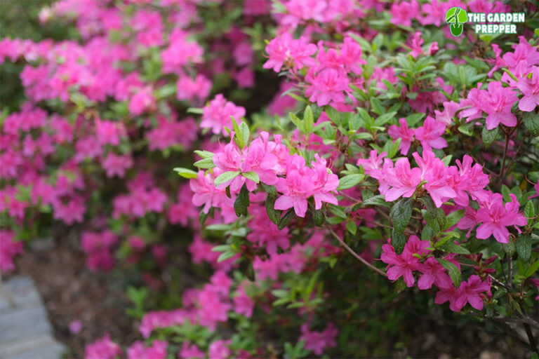 What is the Best Time to Plant Azaleas in