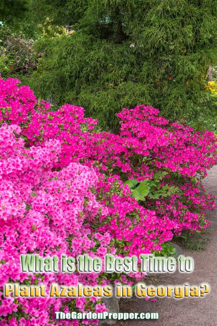 What is the Best Time to Plant Azaleas in