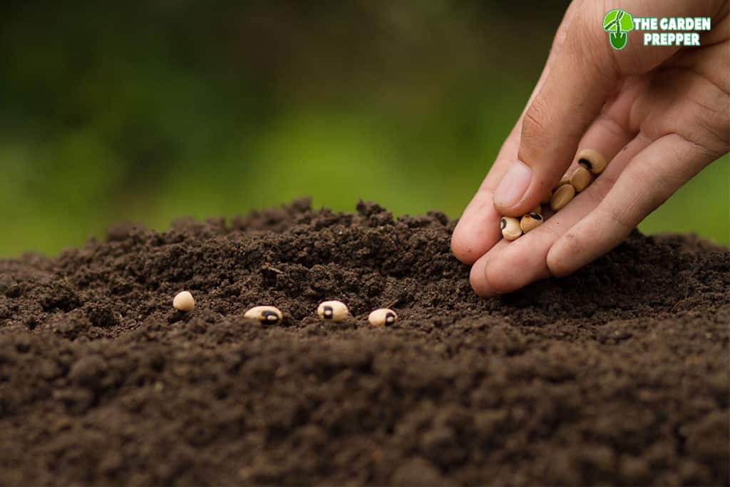 Top 12 Soak green beans before planting 6 Should I Soak Beans Before Planting?