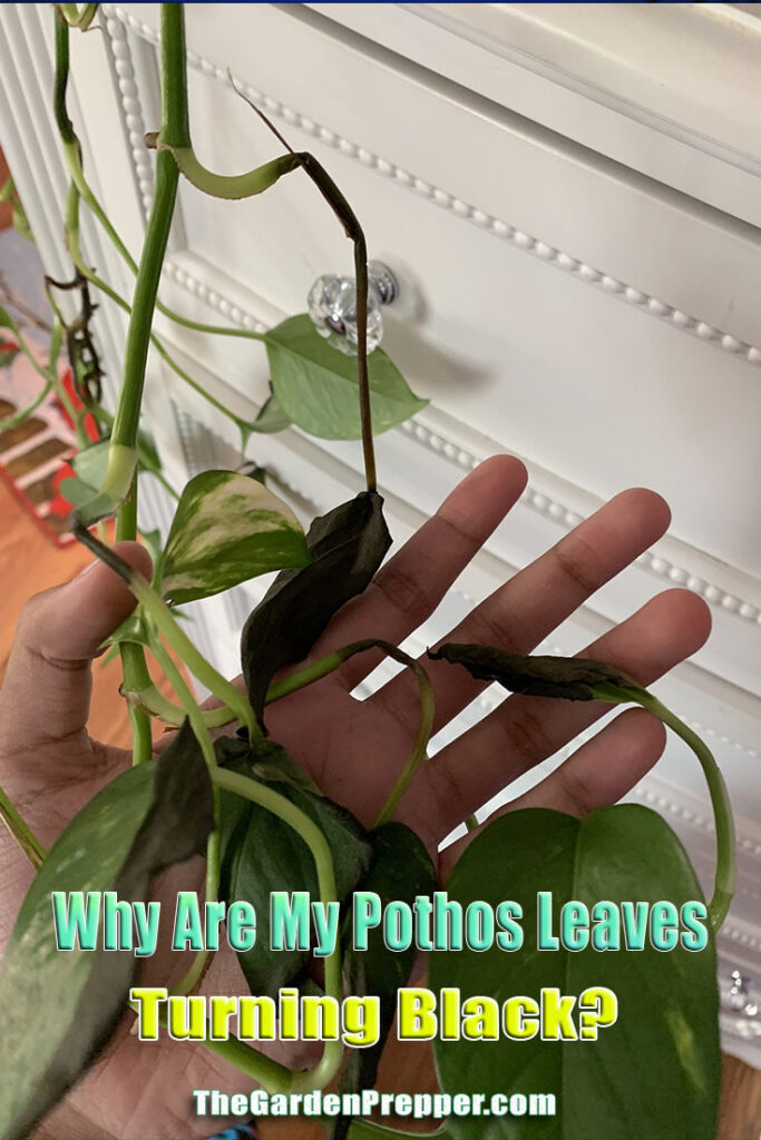 Why Are My Pothos Leaves Turning Black?