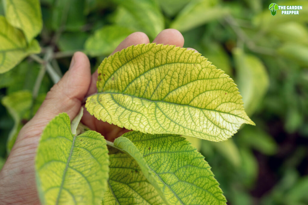 Top 10+ Cal mag deficiency during flowering 7 How to Spot Cal Mag Deficiency During Flowering? (Explained)